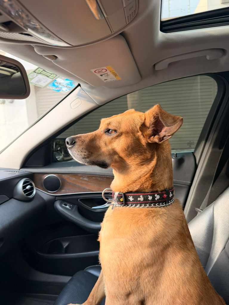Pet photo